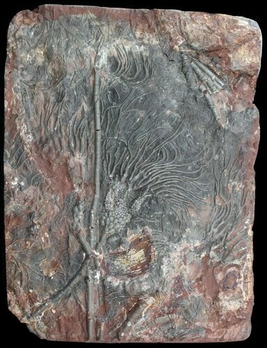 Moroccan Crinoid (Scyphocrinites) Plate #44662